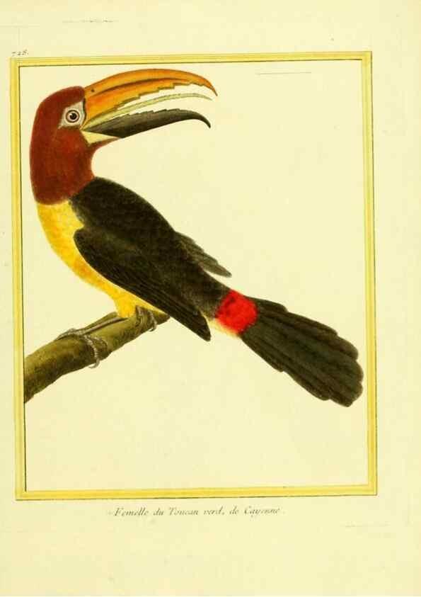Reproducción/Reproduction 49640134326: Planches enluminées d'histoire naturelle. Paris? :s.n.,1765-1783?. 