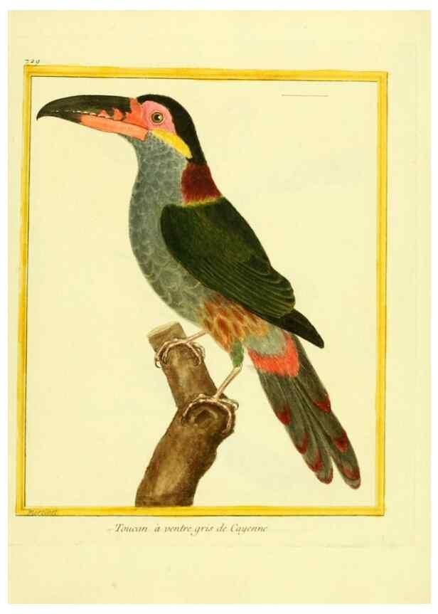 Reproducción/Reproduction 49640407462: Planches enluminées d'histoire naturelle. Paris? :s.n.,1765-1783?. 