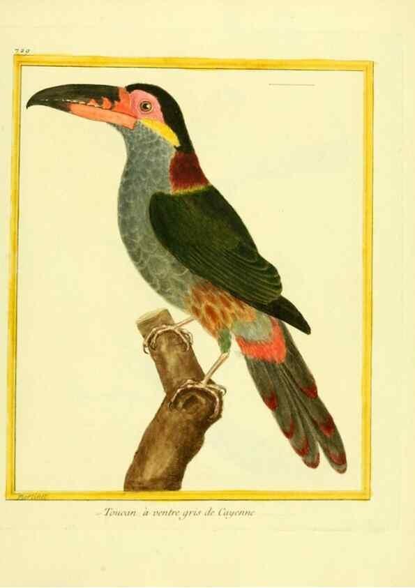 Reproducción/Reproduction 49640407462: Planches enluminées d'histoire naturelle. Paris? :s.n.,1765-1783?. 