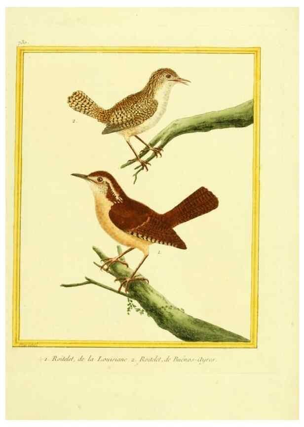 Reproducción/Reproduction 49640134886: Planches enluminées d'histoire naturelle. Paris? :s.n.,1765-1783?. 
