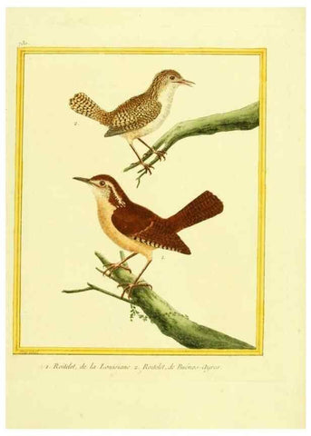 Reproducción/Reproduction 49640134886: Planches enluminées d'histoire naturelle. Paris? :s.n.,1765-1783?. 