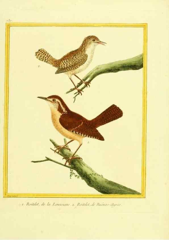 Reproducción/Reproduction 49640134886: Planches enluminées d'histoire naturelle. Paris? :s.n.,1765-1783?. 
