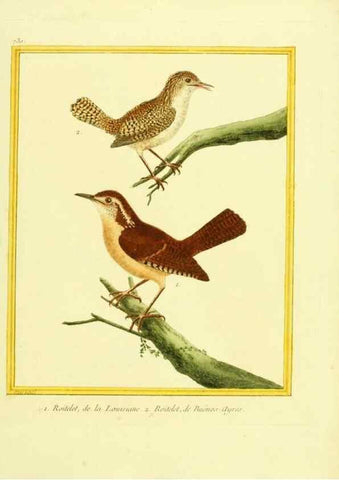 Reproducción/Reproduction 49640134886: Planches enluminées d'histoire naturelle. Paris? :s.n.,1765-1783?. 