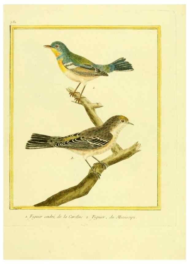 Reproducción/Reproduction 49639611843: Planches enluminées d'histoire naturelle. Paris? :s.n.,1765-1783?. 