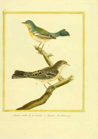 Reproducción/Reproduction 49639611843: Planches enluminées d'histoire naturelle. Paris? :s.n.,1765-1783?. 
