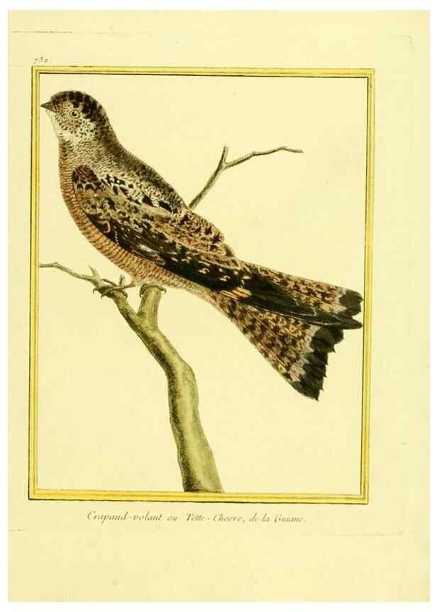 Reproducción/Reproduction 49639612018: Planches enluminées d'histoire naturelle. Paris? :s.n.,1765-1783?. 