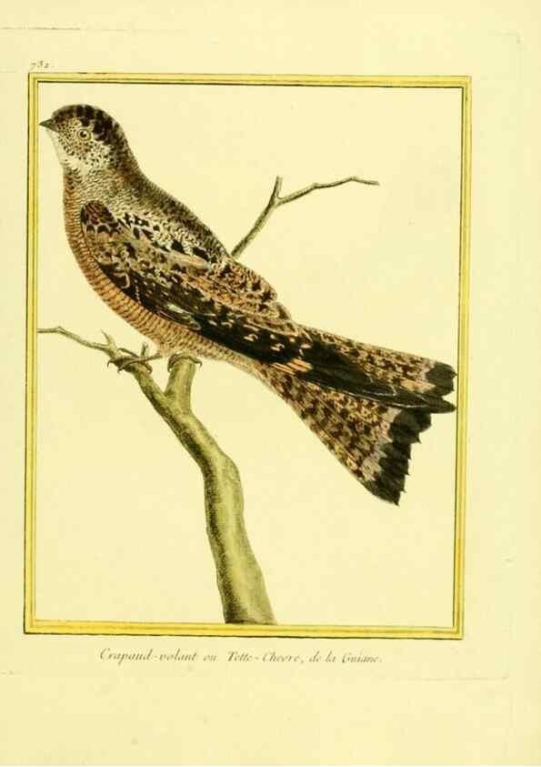 Reproducción/Reproduction 49639612018: Planches enluminées d'histoire naturelle. Paris? :s.n.,1765-1783?. 