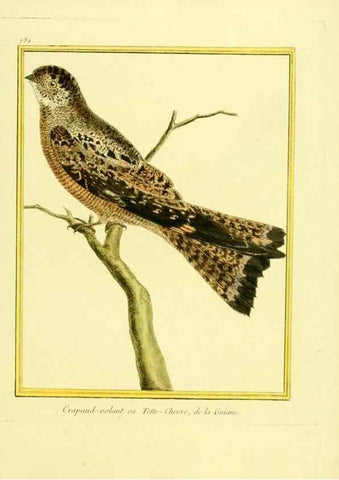 Reproducción/Reproduction 49639612018: Planches enluminées d'histoire naturelle. Paris? :s.n.,1765-1783?. 