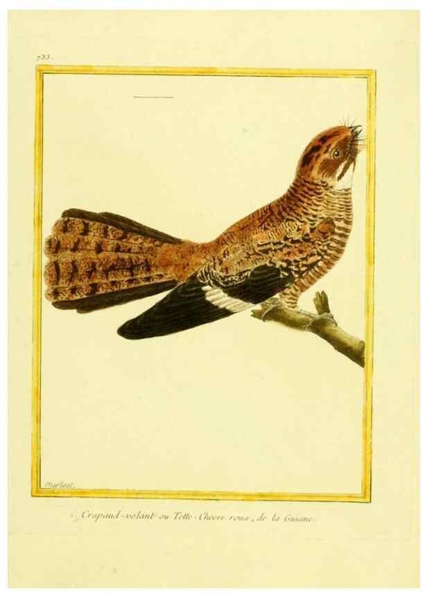 Reproducción/Reproduction 49640408352: Planches enluminées d'histoire naturelle. Paris? :s.n.,1765-1783?. 