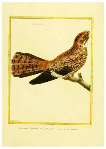 Reproducción/Reproduction 49640408352: Planches enluminées d'histoire naturelle. Paris? :s.n.,1765-1783?. 