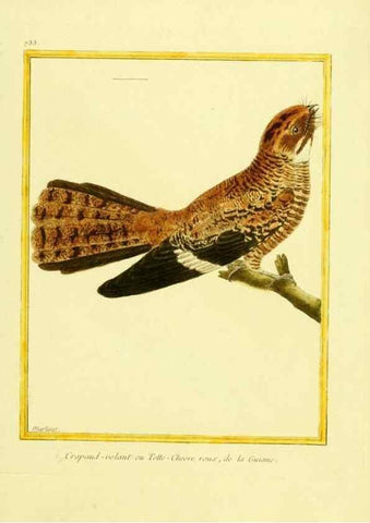 Reproducción/Reproduction 49640408352: Planches enluminées d'histoire naturelle. Paris? :s.n.,1765-1783?. 