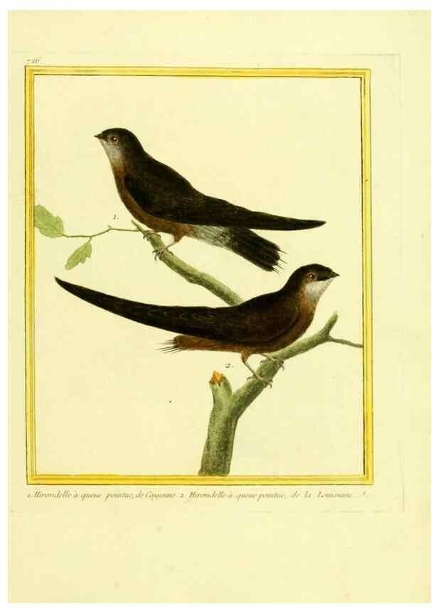Reproducción/Reproduction 49640133961: Planches enluminées d'histoire naturelle. Paris? :s.n.,1765-1783?. 