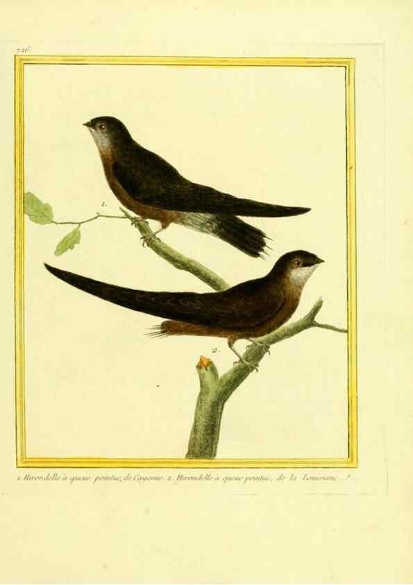 Reproducción/Reproduction 49640133961: Planches enluminées d'histoire naturelle. Paris? :s.n.,1765-1783?. 