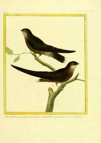 Reproducción/Reproduction 49640133961: Planches enluminées d'histoire naturelle. Paris? :s.n.,1765-1783?. 