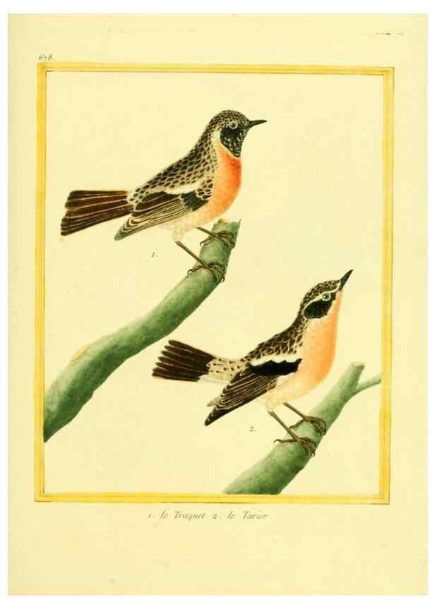 Reproducción/Reproduction 49639580813: Planches enluminées d'histoire naturelle. Paris? :s.n.,1765-1783?. 