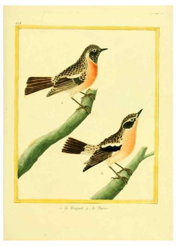 Reproducción/Reproduction 49639580813: Planches enluminées d'histoire naturelle. Paris? :s.n.,1765-1783?. 