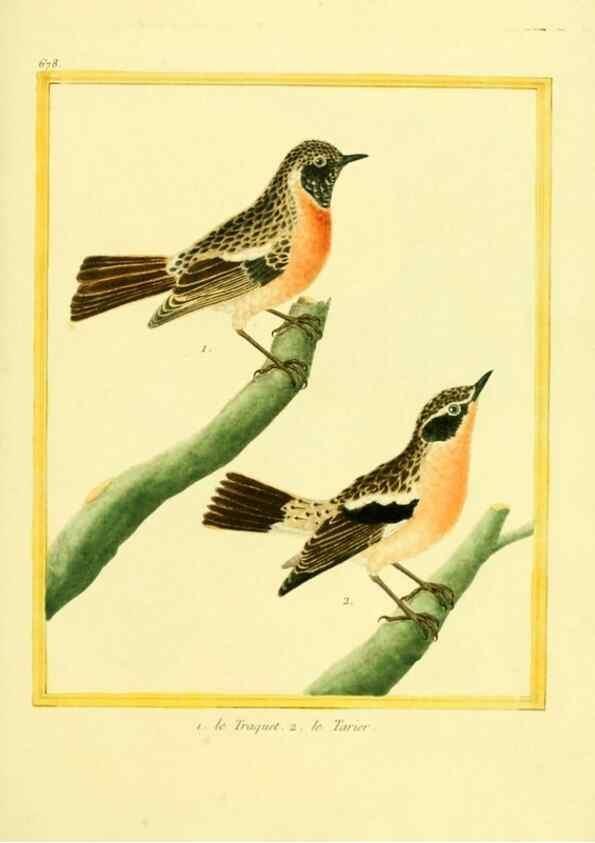 Reproducción/Reproduction 49639580813: Planches enluminées d'histoire naturelle. Paris? :s.n.,1765-1783?. 