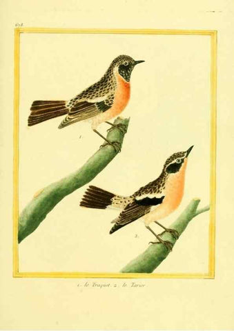Reproducción/Reproduction 49639580813: Planches enluminées d'histoire naturelle. Paris? :s.n.,1765-1783?. 