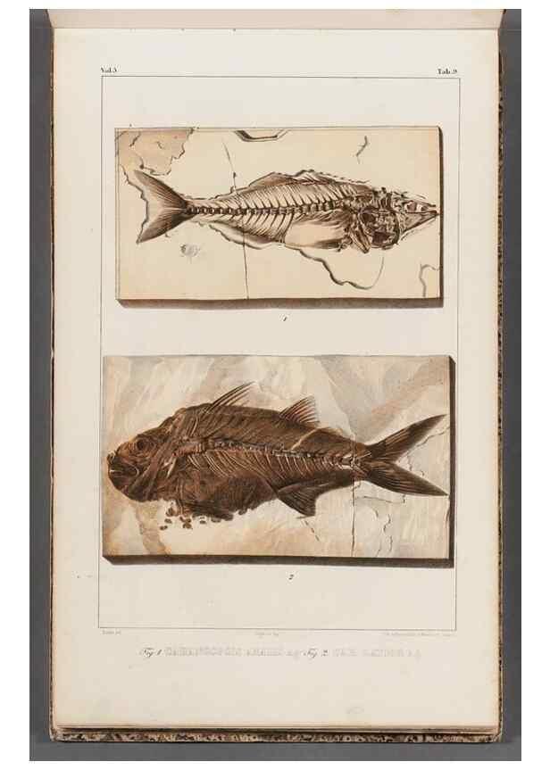 Reproducción/Reproduction 49639772073: Recherches sur les poissons fossiles ... /. Neuchatel :Petitpierre,1833-43.. 