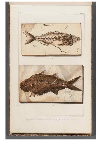 Reproducción/Reproduction 49639772073: Recherches sur les poissons fossiles ... /. Neuchatel :Petitpierre,1833-43.. 