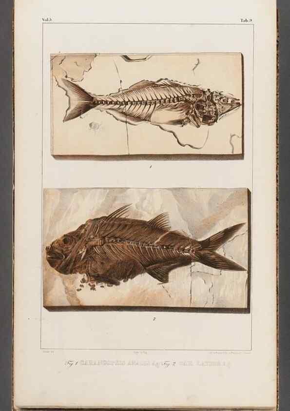 Reproducción/Reproduction 49639772073: Recherches sur les poissons fossiles ... /. Neuchatel :Petitpierre,1833-43.. 