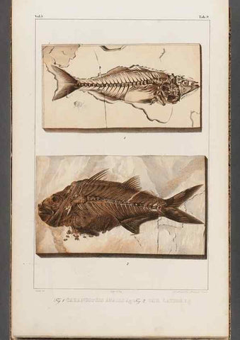 Reproducción/Reproduction 49639772073: Recherches sur les poissons fossiles ... /. Neuchatel :Petitpierre,1833-43.. 