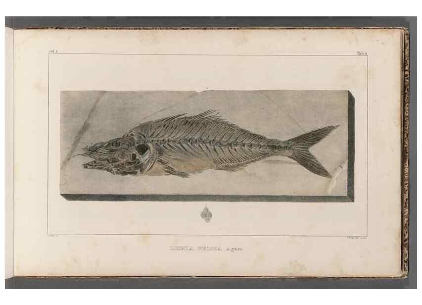 Reproducción/Reproduction 49640296566: Recherches sur les poissons fossiles ... /. Neuchatel :Petitpierre,1833-43.. 