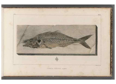 Reproducción/Reproduction 49640296566: Recherches sur les poissons fossiles ... /. Neuchatel :Petitpierre,1833-43.. 