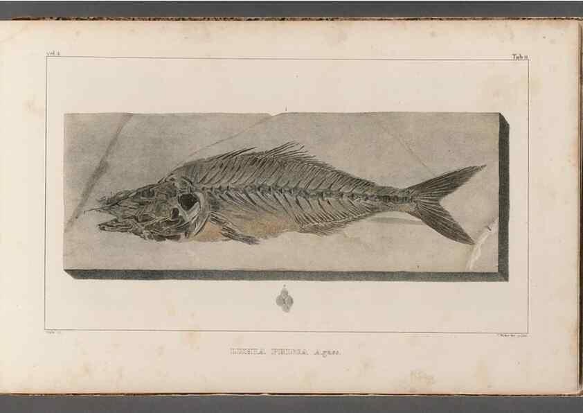 Reproducción/Reproduction 49640296566: Recherches sur les poissons fossiles ... /. Neuchatel :Petitpierre,1833-43.. 
