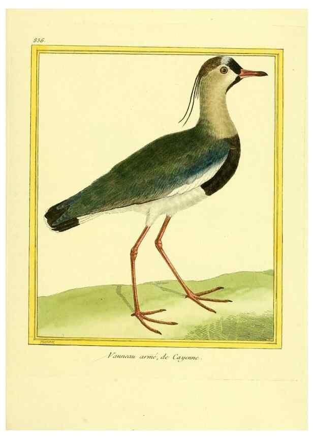 Reproducción/Reproduction 49639936338: Planches enluminées d'histoire naturelle. Paris? :s.n.,1765-1783?. 
