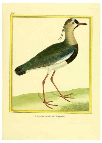 Reproducción/Reproduction 49639936338: Planches enluminées d'histoire naturelle. Paris? :s.n.,1765-1783?. 