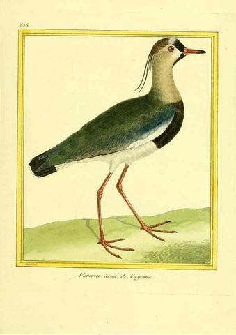 Reproducción/Reproduction 49639936338: Planches enluminées d'histoire naturelle. Paris? :s.n.,1765-1783?. 