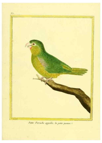 Reproducción/Reproduction 49640731977: Planches enluminées d'histoire naturelle. Paris? :s.n.,1765-1783?. 