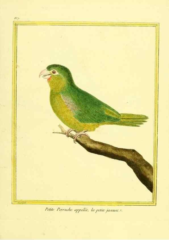 Reproducción/Reproduction 49640731977: Planches enluminées d'histoire naturelle. Paris? :s.n.,1765-1783?. 