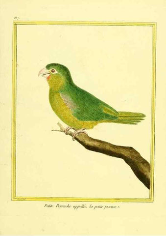 Reproducción/Reproduction 49640731977: Planches enluminées d'histoire naturelle. Paris? :s.n.,1765-1783?. 