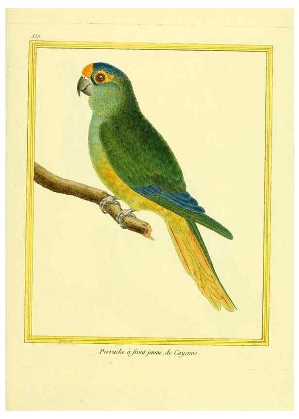 Reproducción/Reproduction 49640732322: Planches enluminées d'histoire naturelle. Paris? :s.n.,1765-1783?. 