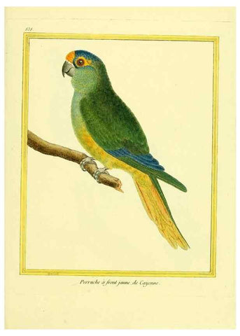 Reproducción/Reproduction 49640732322: Planches enluminées d'histoire naturelle. Paris? :s.n.,1765-1783?. 