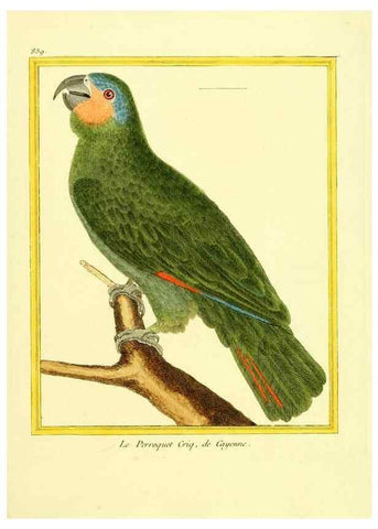Reproducción/Reproduction 49639937293: Planches enluminées d'histoire naturelle. Paris? :s.n.,1765-1783?. 