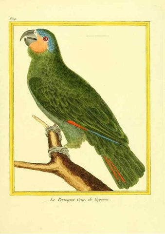 Reproducción/Reproduction 49639937293: Planches enluminées d'histoire naturelle. Paris? :s.n.,1765-1783?. 
