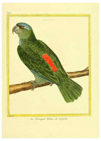 Reproducción/Reproduction 49640460631: Planches enluminées d'histoire naturelle. Paris? :s.n.,1765-1783?. 