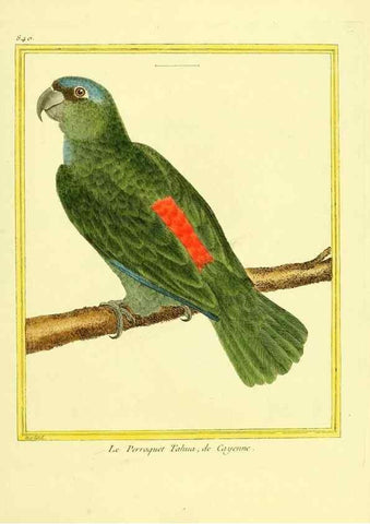 Reproducción/Reproduction 49640460631: Planches enluminées d'histoire naturelle. Paris? :s.n.,1765-1783?. 