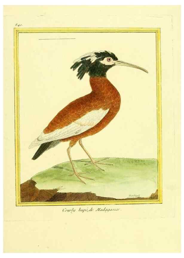 Reproducción/Reproduction 49639938153: Planches enluminées d'histoire naturelle. Paris? :s.n.,1765-1783?. 
