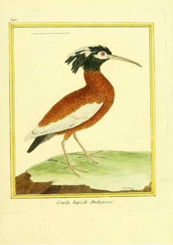 Reproducción/Reproduction 49639938153: Planches enluminées d'histoire naturelle. Paris? :s.n.,1765-1783?. 