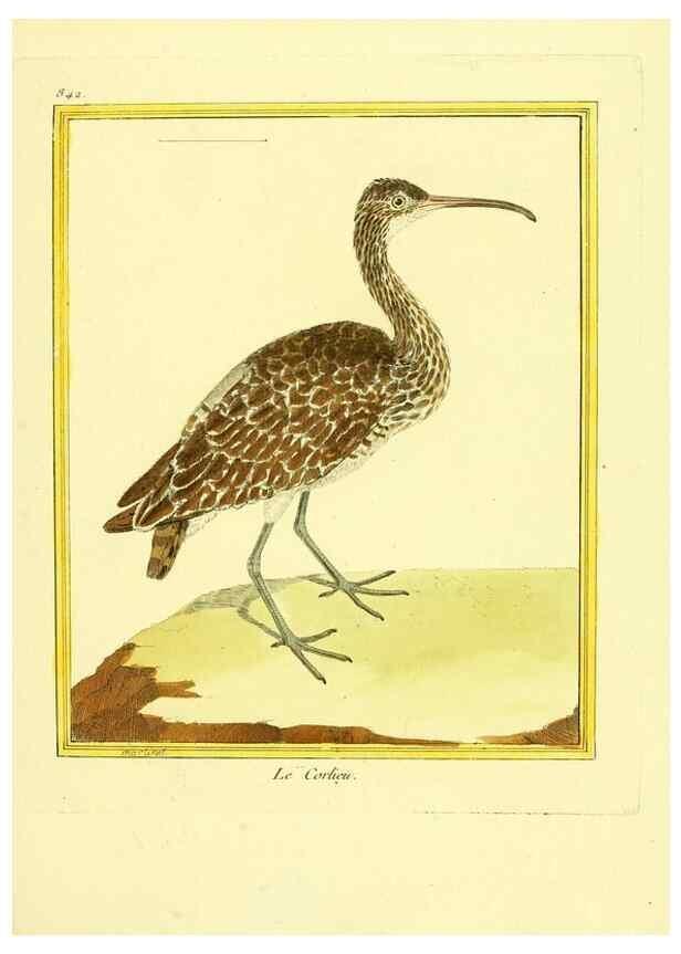 Reproducción/Reproduction 49639938463: Planches enluminées d'histoire naturelle. Paris? :s.n.,1765-1783?. 