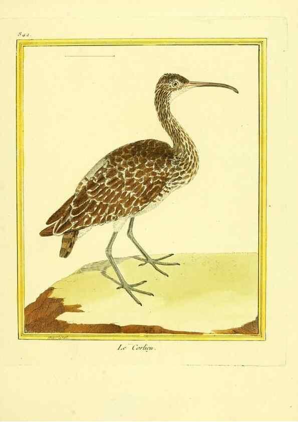 Reproducción/Reproduction 49639938463: Planches enluminées d'histoire naturelle. Paris? :s.n.,1765-1783?. 