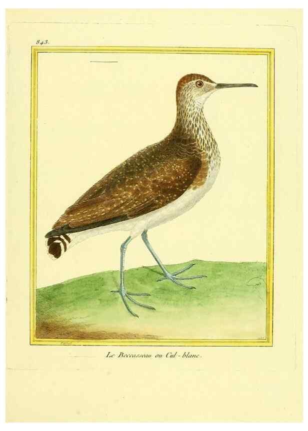 Reproducción/Reproduction 49640733992: Planches enluminées d'histoire naturelle. Paris? :s.n.,1765-1783?. 