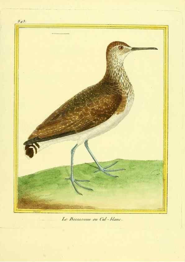 Reproducción/Reproduction 49640733992: Planches enluminées d'histoire naturelle. Paris? :s.n.,1765-1783?. 