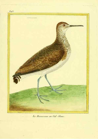 Reproducción/Reproduction 49640733992: Planches enluminées d'histoire naturelle. Paris? :s.n.,1765-1783?. 