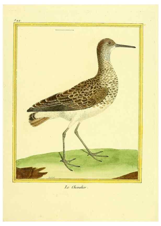 Reproducción/Reproduction 49639938983: Planches enluminées d'histoire naturelle. Paris? :s.n.,1765-1783?. 