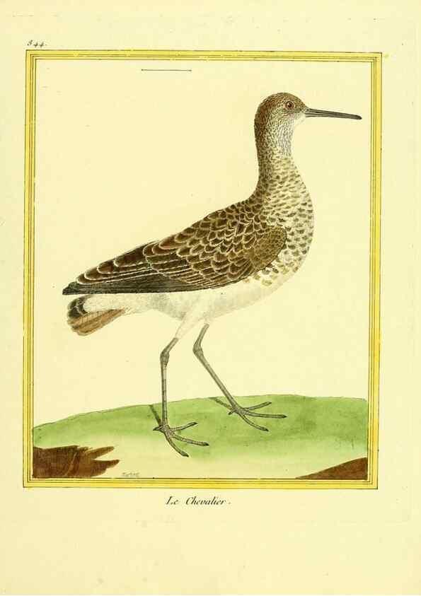 Reproducción/Reproduction 49639938983: Planches enluminées d'histoire naturelle. Paris? :s.n.,1765-1783?. 